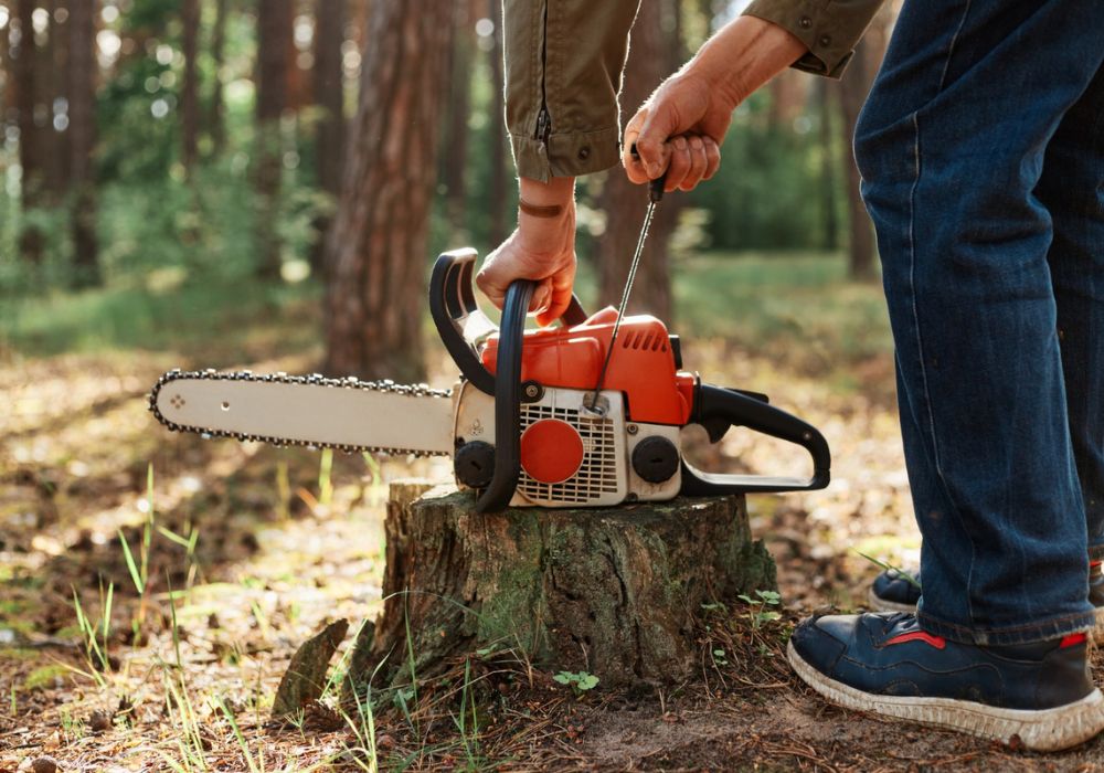 How to Identify When a Tree Needs to Be Removed