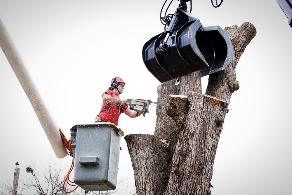 The Prime Benefits of Having Professional Tree Removal Services